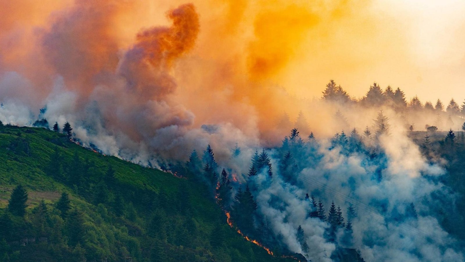 The year of wildfire smoke