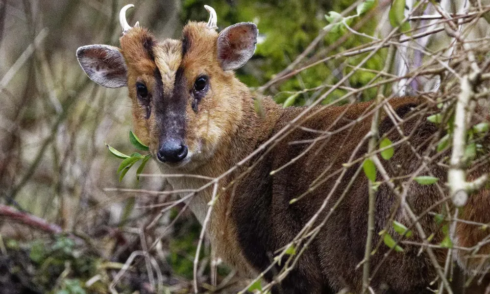 Muntjac Deer